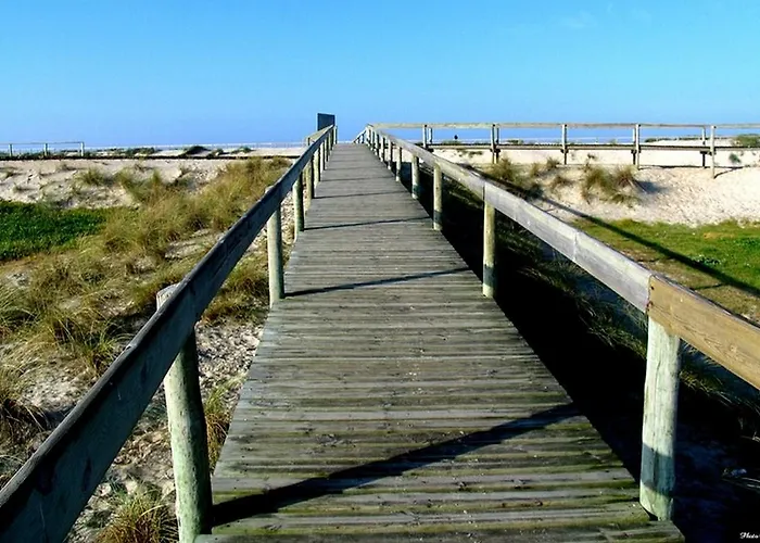 Moliceiro أفيرو